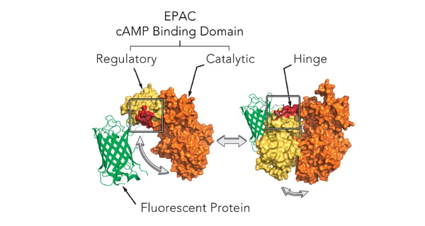 Fig.5: Mechanism of cAMP assay for the real-time detection of Gs and Gi signaling in living cells.