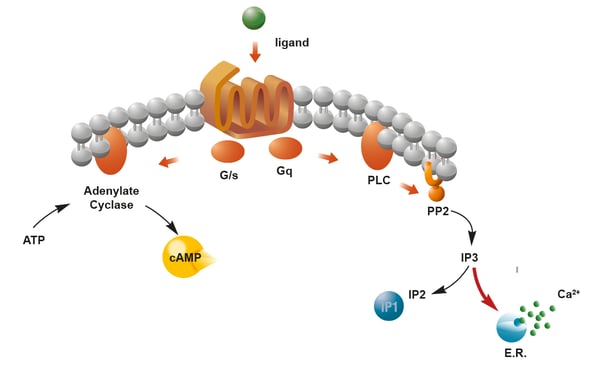 Fig.6: The HTplex assay from Cisbio measures GPCR activation via two second messenger responses, cyclic AMP and IP1, in one experiment.