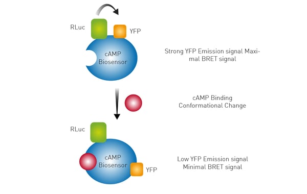 Fig.7: Assay principle of detection of ligand binding using BRET technology.