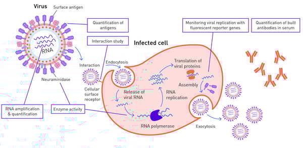 Fig. 1: The viral life cycle.