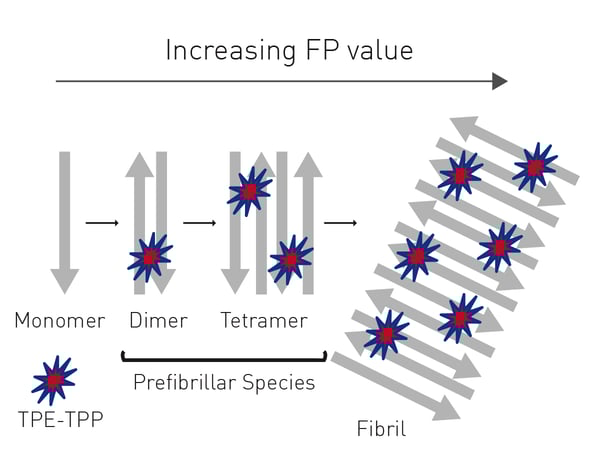 Fig. 4: Assay principle for monitoring prefibrillar amyloidogenic proteins with FP.
