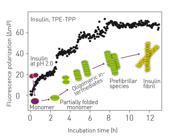 Fig. 5: Monitoring of bovine insulin aggregation by FP.