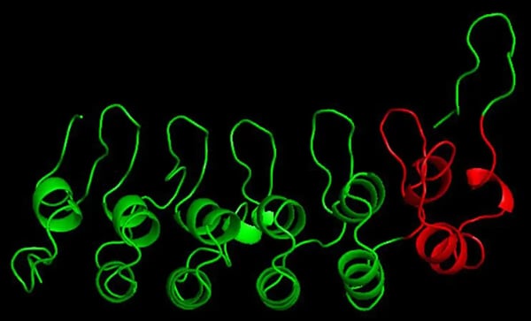 Fig. 2: A portion of IκBα, an inhibitor of transcription factor NF-κB and regulator of the immune system. The red region highlights the sixth ankyrin repeat domain, which contains a ubiquitin-independent degron.