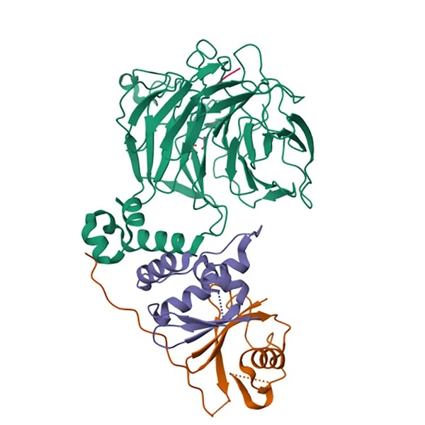 Fig. 3: Cryo-EM structure of Ubiquitin C-degron bound to KLHDC10-EloB/C. Credit: Image from the RCSB PDB (RCSB.org) of PDB ID 9D8P Scott DC, Chittori S, Purser N, King MT, Maiwald SA, Churion K, Nourse A, Lee C, Paulo JA, Miller DJ, Elledge SJ, Harper JW, Kleiger G, Schulman BA. Structural basis for C-degron selectivity across KLHDCX family E3 ubiquitin ligases. Nat Commun. 2024 Nov 15;15(1):9899. doi: 10.1038/s41467-024-54126-z.