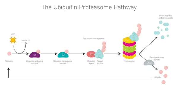 Fig.4: The ubiquitin-proteasome pathway.
