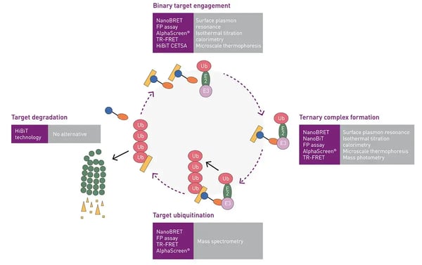 Fig. 6: The ubiquitin-proteasome pathway showing some of the different technologies available to study targeted protein degradation.