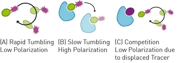 Fig. 7: Example of fluorescence polarization. Polarized excitation light is depolarized by the rapidly rotating ﬂuorescently labelled tracer peptide. Binding to the protein of interest increases the mass of the complex leading to slower rotation and hence emission of mainly polarized light.