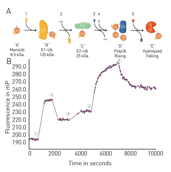 Fig. 8: UbiReal assay principle.
