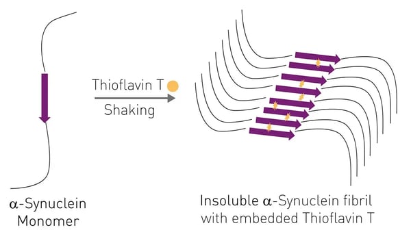Fig. 3: ThT embedded into insoluble alpha-synuclein fibrils showing repetitive grooves for ThT binding. Alpha-synuclein monomers slowly aggregate into oligomers and ultimately beta-sheet-rich amyloid fibrils with simultaneous incorporation of ThT.