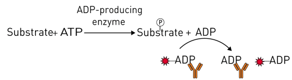 Fig. 1: Schematic of the Transcreener ADP2 FP assay