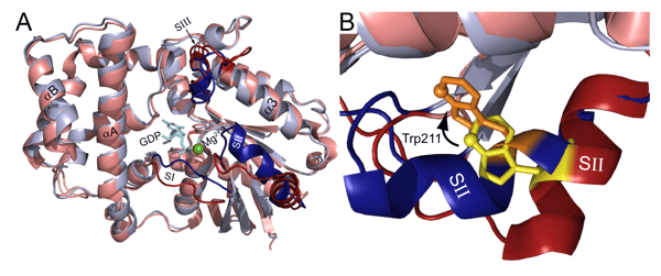 Fig. 2A: Structural models of Gαi1 (an isoform of Gα) bound to GDP (red) and GDP · AlF4- (blue) (PDB ID: 1KJY and 2IK8, respectively). The switch regions SI, SII, and SIII are in dark red and blue. Fig. 2B: Close-up view of intrinsically fluorescent Trp211 located in the switch II region in inactive (yellow) and activated (orange) Gαi1.