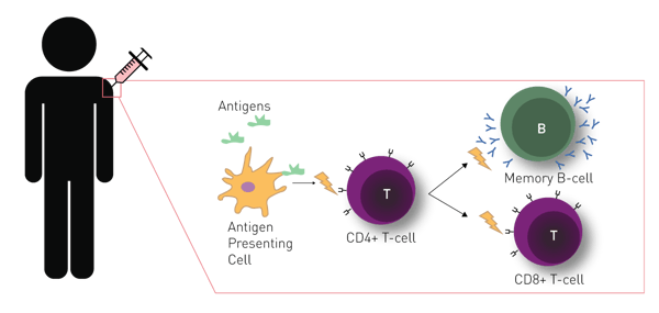 Fig. 1: Vaccine immune response. Vaccine antigens are injected subcutaneously and recognized by Antigen Presenting Cells (APCs). APCs process and present the antigen to CD4+ T-cells to begin an activation cascade. CD4+ T-cells can activate B-cells to produce pathogen-specific antibodies and CD8+ T-cells to recognize and destroy infected cells. This produces a memory cell that will reactivate upon subsequent exposures.