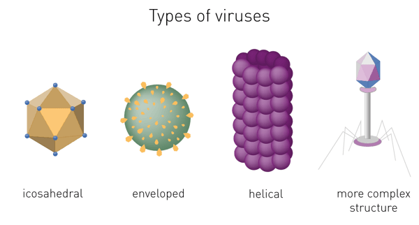 Fig. 1: Types of viruses based on their shape: helical, icosahedra), enveloped and more complex structures.
