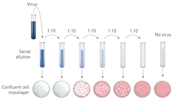 Fig. 6: Graphic depiction of the plaque assay. Serial dilutions of the viral samples are applied to plates with a confluent monolayer of host cells. Different numbers of plaques will develop as a result of viral dilution.