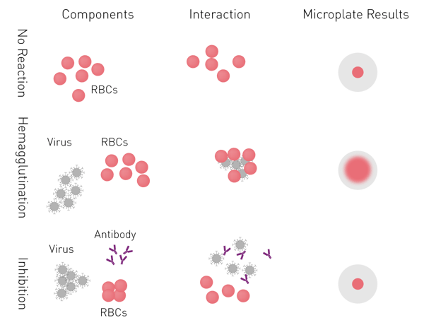 Fig. 7: Hemagglutination and hemagglutination inhibition assays. The images across a plate typically progress from agglutinated wells with a diffuse reddish appearance to wells with low agglutination, containing a red pellet in the well center. Non-agglutinated RBC settle into the U or V-shaped bottom of the well and a pellet appears.