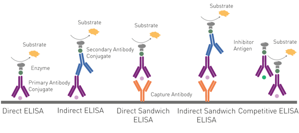 Fig. 8: basic principle of the different ELISA approaches. To screen for viral antibodies a viral antigen is immobilised on the bottom of a microplate well (direct and indirect ELISA). To screen for viral antigens, antibodies against the virus are immobilised (direct and indirect sandwich ELISA). In competitive ELISAs, the signal interference produced by an inhibiting antigen is measured.