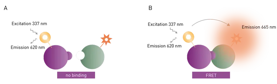 Fig. 3: Schematic representation of excitation and emission in a europium-red-acceptor based TR-FRET assay. In case of no interaction, the donor is excited at 320 nm and emits at 620 nm. In case of interaction and FRET taking place, the acceptor additionally emits at 665 nm.