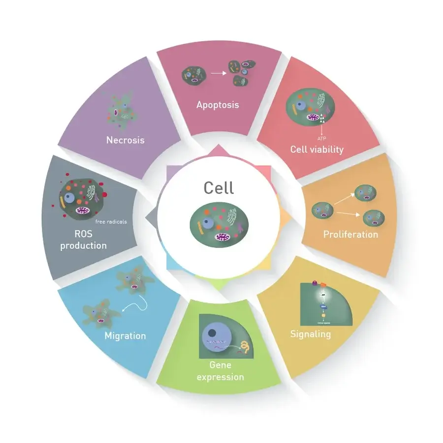 Fig. 5: Cellular processes, employed to study effects in cell-based assays.