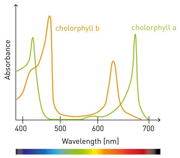 Fig. 1: b) The color of plants is given by Chlorophyll. Its absorbance spectrum shows absorption of blue and red light, but not of the green part of light.