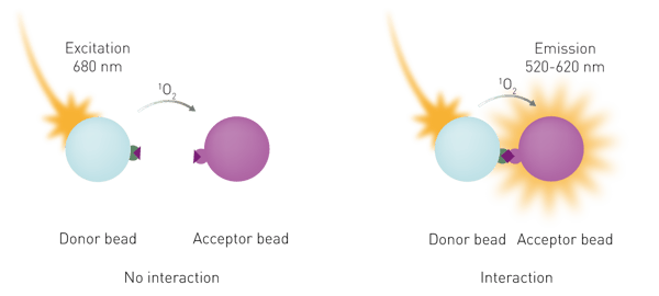 Fig. 1: basic principle of AlphaScreen. Left: the donor and acceptor beads are not in proximity. Singlet oxygen molecules decay with no signal generation. Right: biological interactions bring beads into proximity. Singlet oxygen molecules reach the acceptor bead and a light signal in the 520-620 nm range is generated.