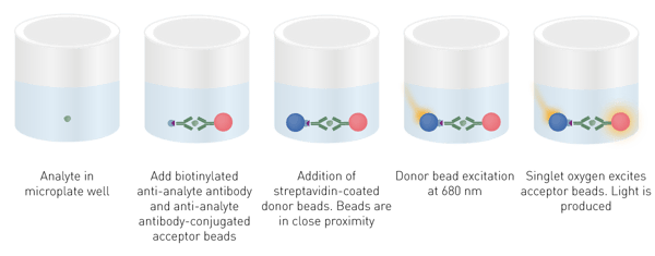 Fig. 2: Schematic of an AlphaScreen assay protocol using streptavidin coated donor and antibody-conjugated acceptor beads.