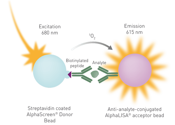 Fig. 4: Schematic of a sandwich AlphaLISA immunoassay. A biotinylated antibody to an analyte binds to the streptavidin-coated donor bead and a second antibody to the same analyte is directly conjugated to the AlphaLISA acceptor bead. In the presence of the analyte, the excitation of the donor beads at 680 nm generates light emission at 615 nm in the acceptor bead.