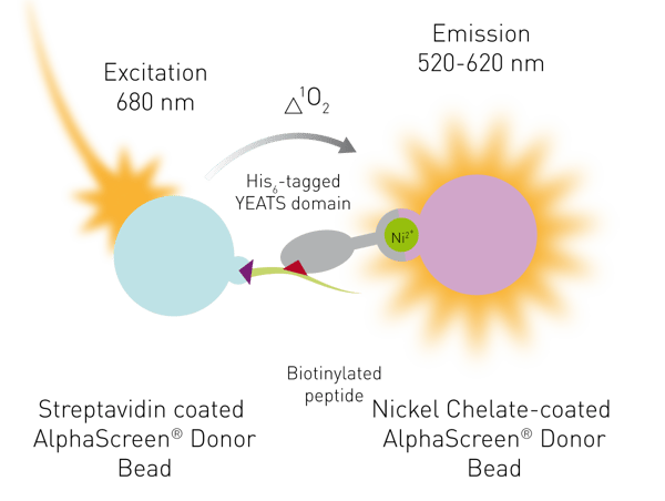 Fig. 8: AlphaScreen interaction assay. The donor bead is coupled to acylated histone 3 and the acceptor bead to the YEATS domain.