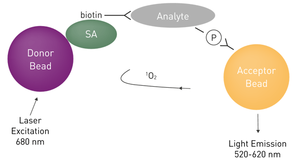 Fig. 9: AlphaScreen immunoassay. In total cell lysates, a phosphorylated cellular protein (analyte) is sandwiched between an anti-analyte antibody associated with a streptavidin (SA)-coated donor bead and an anti-phospho antibody associated with a Protein A-conjugated acceptor bead. Phosphorylation put the two bead types in close proximity and a light signal is generated.