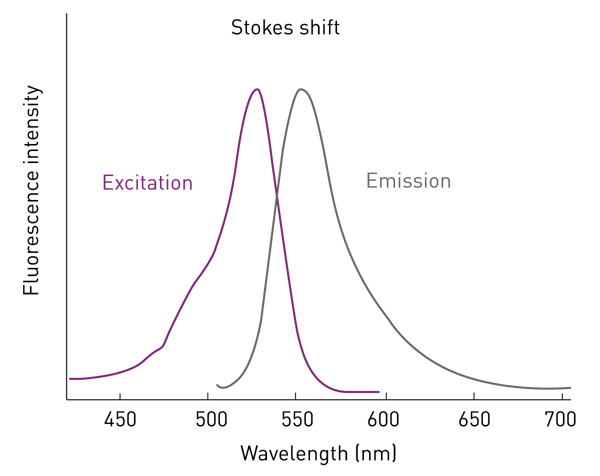 Fig. 2: Stokes shift is the difference in wavelength between the excitation (absorption) and emission peaks.