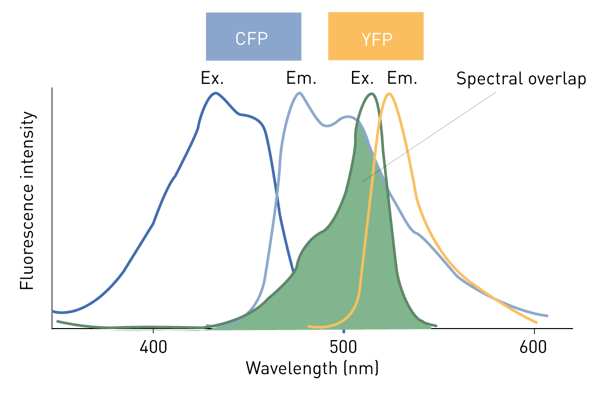 Fig. 3: Example of the FRET fluorophore pair Cyan Fluorescent Protein (CFP) and Yellow Fluorescent Protein (YFP). The CFP (donor) emission spectrum overlaps with the YFP (acceptor) excitation spectrum (spectral overlap).