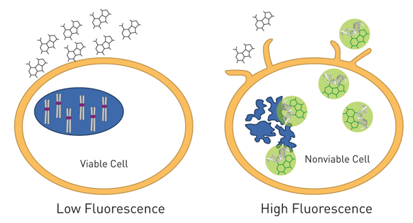 Fig. 9: the CellTox™ Green Cytotoxicity Assay Principle.