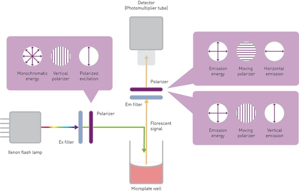 Fig. 4: Schematic representation of FP detection on a microplate reader. Monochromatic light selected from a broadband light source passes through a vertical polarizing filter and excites fluorescent molecules in the sample well. Emitted light is detected in both the parallel and perpendicular planes.