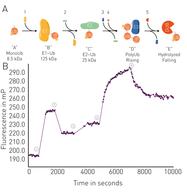 Fig. 5: Ubiquitination fluorescence polarization binding assay principle and representative data. A) Monitored sequential ubiquitination states. B) TAMRA-labelled FP ubiquitination assay.