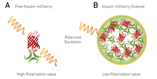 Fig. 6: Schematic of the homoFRET-FP principle. A free protein (green) bound to a red fluorophore (red) excited with polarized light exhibits conserved polarization and a relatively high FP signal. If the protein complex is found in high concentration in a cell, a homoFRET event happens, randomising polarization and decreasing the signal.