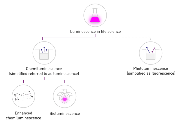 Fig. 2: Chemi- and photoluminescence are different: in life science applications, chemiluminescence is generally called “luminescence”, photoluminescence or phosphorescence is called “fluorescence”.