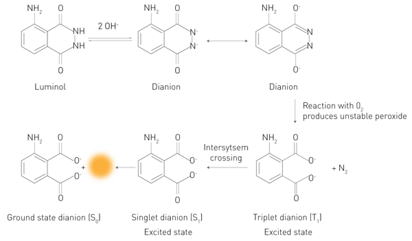 Fig. 3: Reaction of luminol with hydrogen peroxide with luminescence emission.