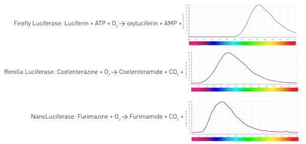 Fig. 4: Commonly used enzymes and their according substrates lead to different emission spectra.