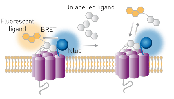 Fig. 9: Principle of BRET measurements to study ligand binding.