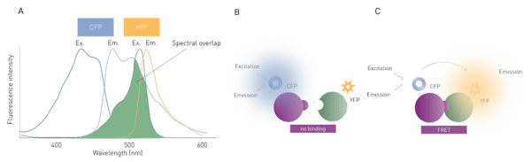 Fig. 1: example of a FRET assay with the pair CFP and YFP. A) Optical spectra of CFP and YFP: the CFP (donor) emission spectrum overlaps with the YFP (acceptor) excitation spectrum (spectral overlap). B) Schematic representation of FRET: in case of no interaction, CFP is excited and emits light at a specific wavelength. C) In case of interaction and FRET taking place, YFP additionally emits light at a different wavelength, and the emission intensity of CFP is quenched.