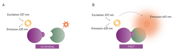 Fig. 3: schematic representation of excitation and emission in a europium-red-acceptor based TR-FRET assay. In case of no interaction, the donor is excited at 320 nm and emits at 620 nm. In case of interaction and FRET taking place, the acceptor additionally emits at 665 nm.