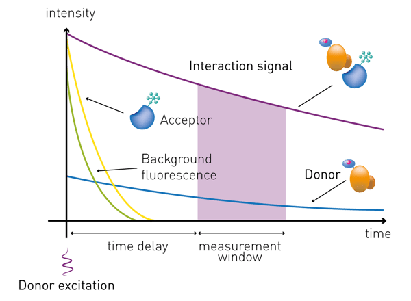 Fig. 4: schematic representation of the emitted signal. The excitation pulse is immediately followed by a time delay, allowing interfering short-lived fluorescence (derived from compounds, proteins, medium…) to decay. The interaction signal is measured for a specific time window.