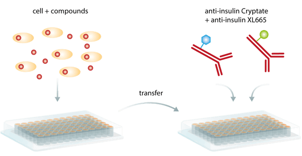 Fig. 5: example of the homogeneous add-and-read procedure for an insulin TR-FRET assay. Secreted insulin in cells or supernatant is transferred to a new microplate. 2 types of antibodies are added: a donor-labelled antibody and an acceptor-labelled antibody. After incubation, the assay is read on a microplate reader.