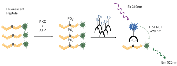 Fig. 8: LanthaScreen™ TR-FRET assay principle for a tyrosine kinase assay.