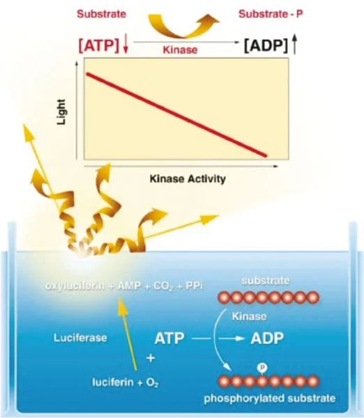 Fig. 1: Schematic assay principle: Lonza’s PKLight protein kinase.