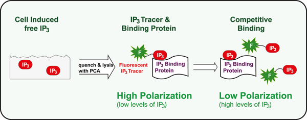 Fig. 1: HitHunter IP3 ﬂuorescence polarization assay principle.