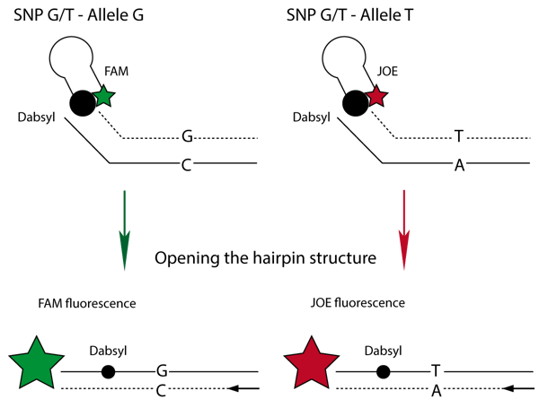 Fig. 1: Principle of the Amplifluor SNPs Genotyping System after addition of FAM and JOE coupled primers. Scheme is based on Millipores’ patented method.