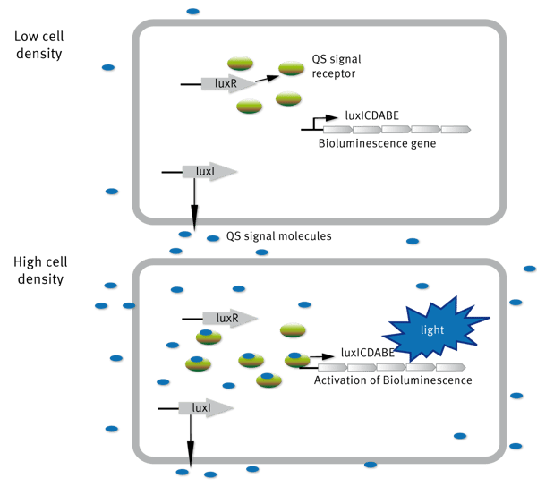 Fig. 1: The HSL-dependent LuxI/LuxR regulatory system of V. fischeri.