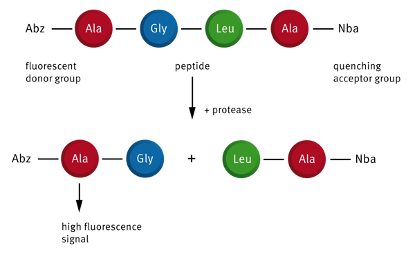 Fig. 1: Assay principle for the determination of LasB activity.