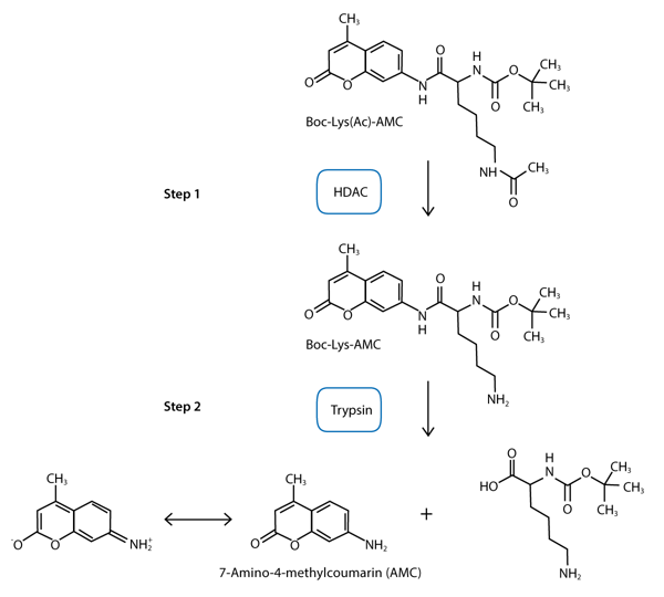 Fig. 1: Assay principle for HDAC activity evaluation.