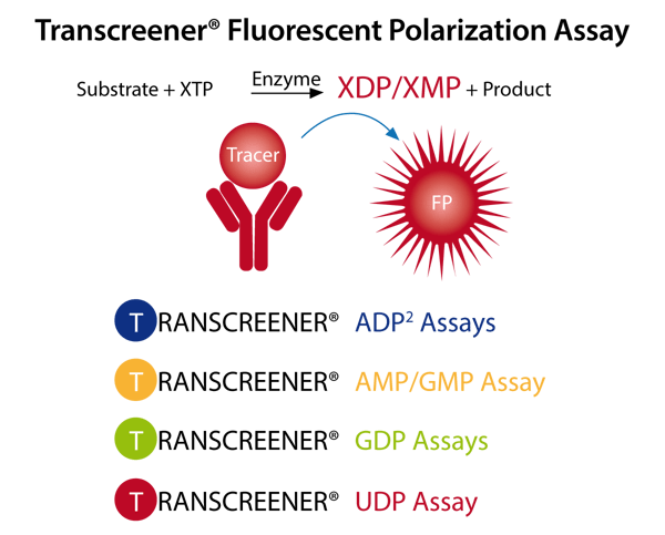 Fig. 1: Transcreener Fluorescent polarization assays are competitive immunoassays that use a far red tracer bound to aselective antibody for ADP, UDP, GDP and AMP. The tracer is displaced by the above mentioned nucleotide products generated during enzyme reactions. The displaced tracer freely rotates leading to a decrease in fluorescence polarization, relative to the bound tracer.